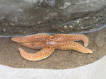 SX13993 Starfish.jpg